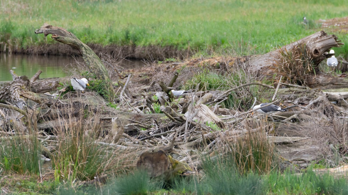 Lesser Black-backed Gull - ML634273579