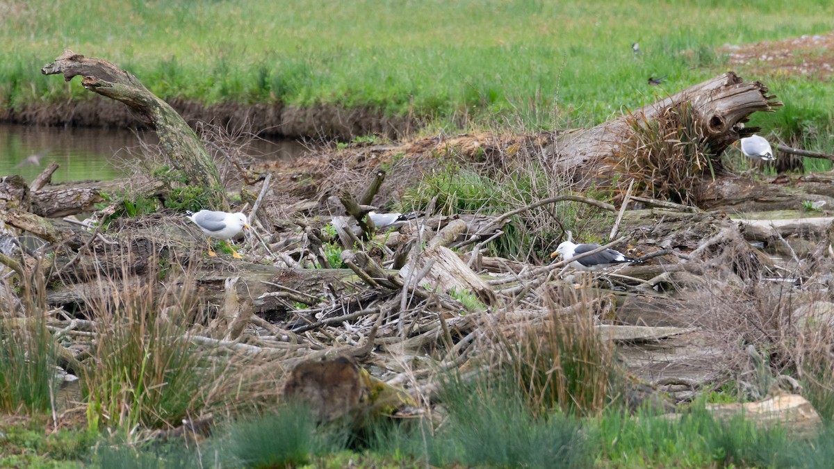 Lesser Black-backed Gull - ML634273580
