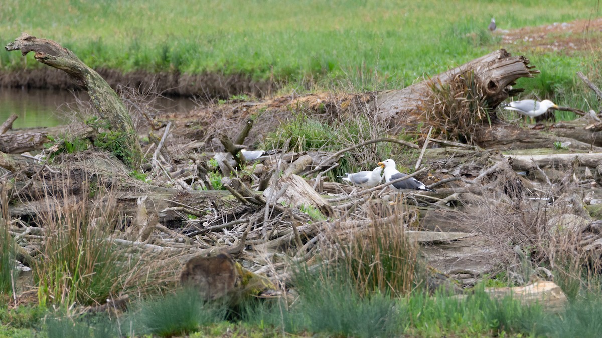 Lesser Black-backed Gull - ML634273581