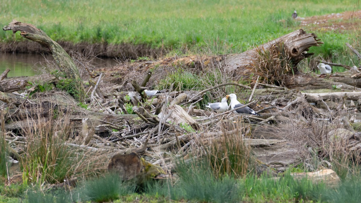 Lesser Black-backed Gull - ML634273582