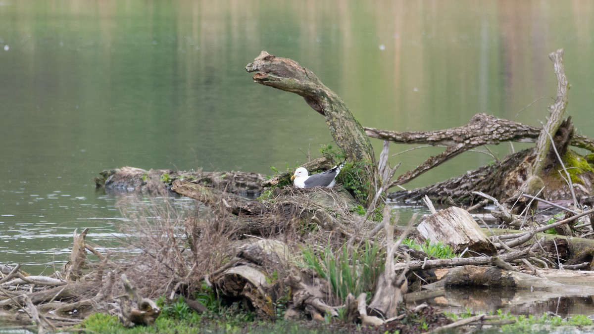 Lesser Black-backed Gull - ML634273600