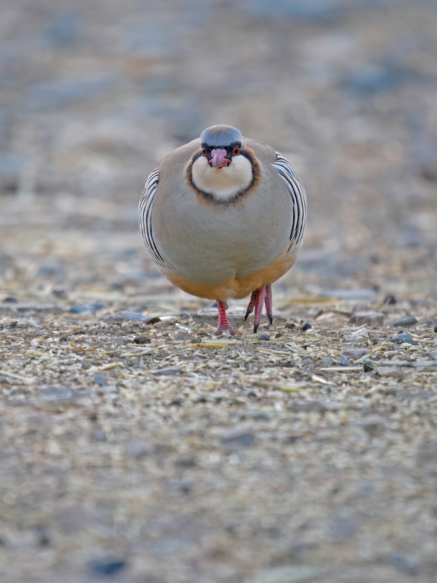 Przevalski's Partridge - ML634273651