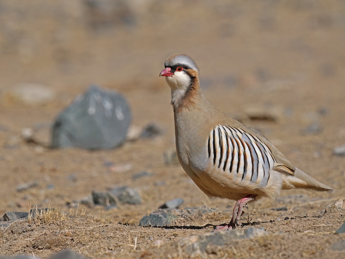 Przevalski's Partridge - ML634273655