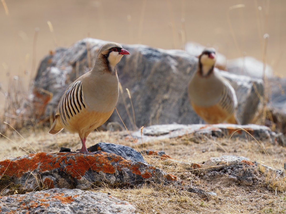 Przevalski's Partridge - ML634273656