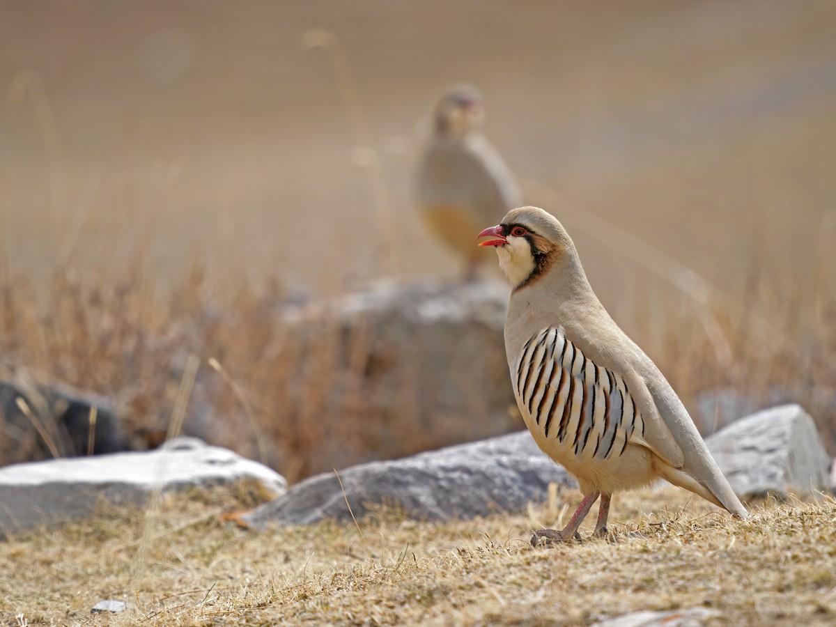 Przevalski's Partridge - ML634273657