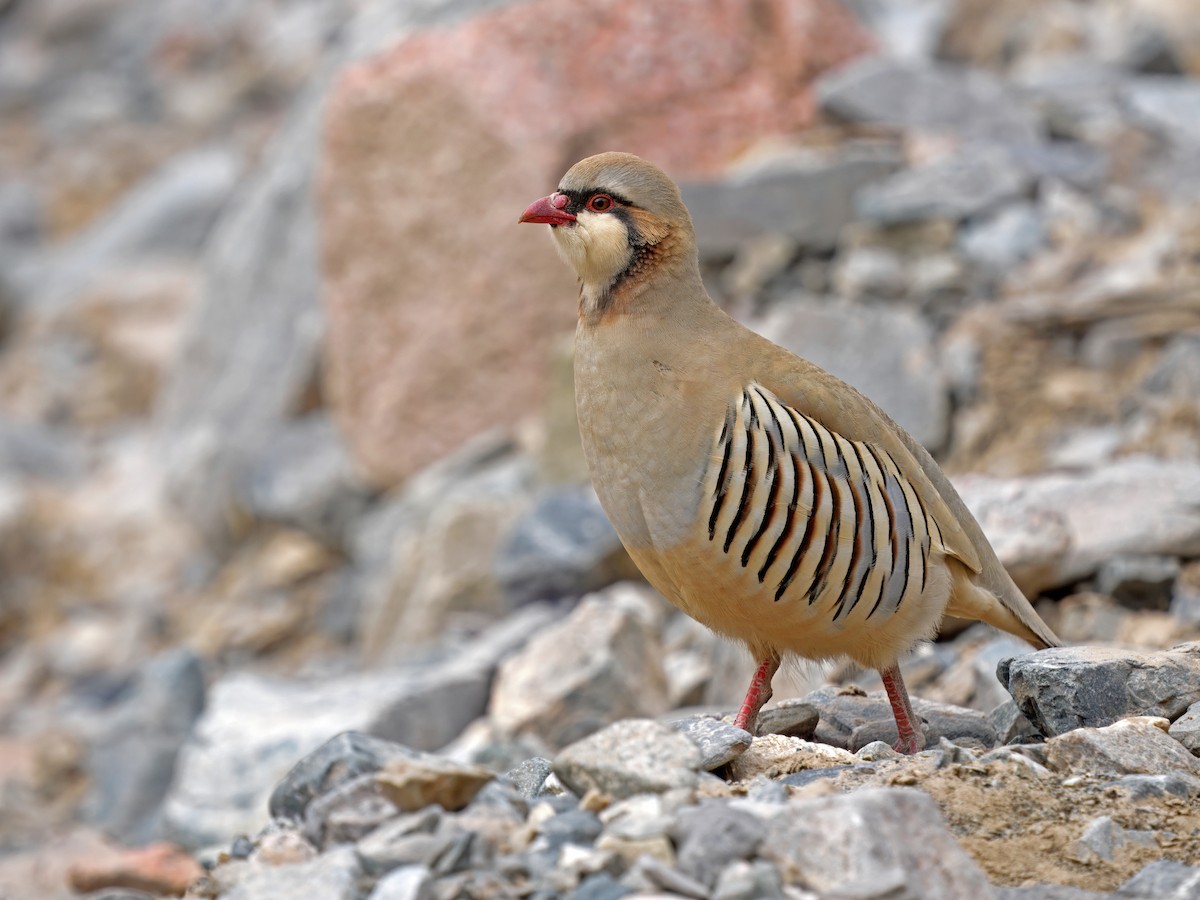 Przevalski's Partridge - ML634273658