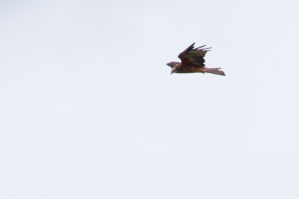 Square-tailed Kite - ML634273776