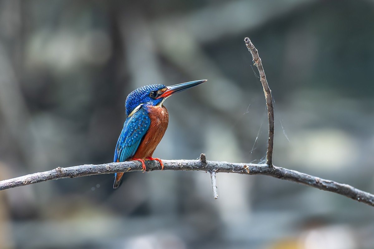 Blue-eared Kingfisher - ML634273843