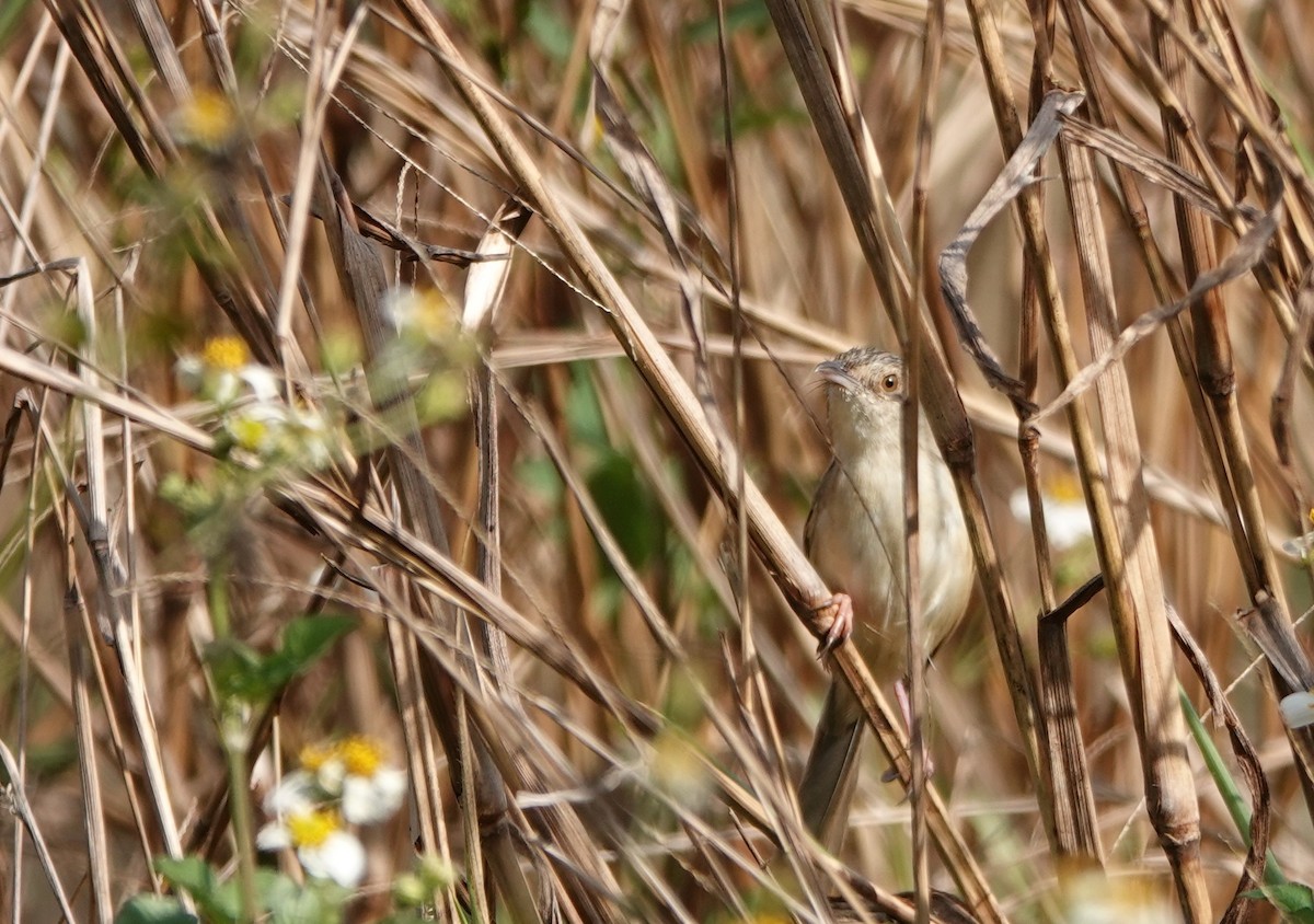 Annam Prinia - ML634273858
