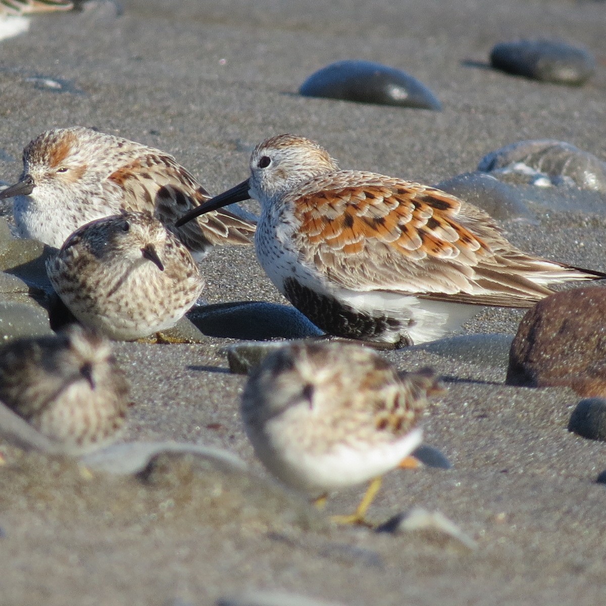 黑腹濱鷸 - ML634273864