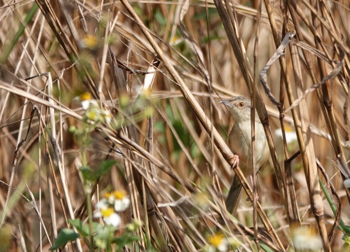 Annam Prinia - ML634273884