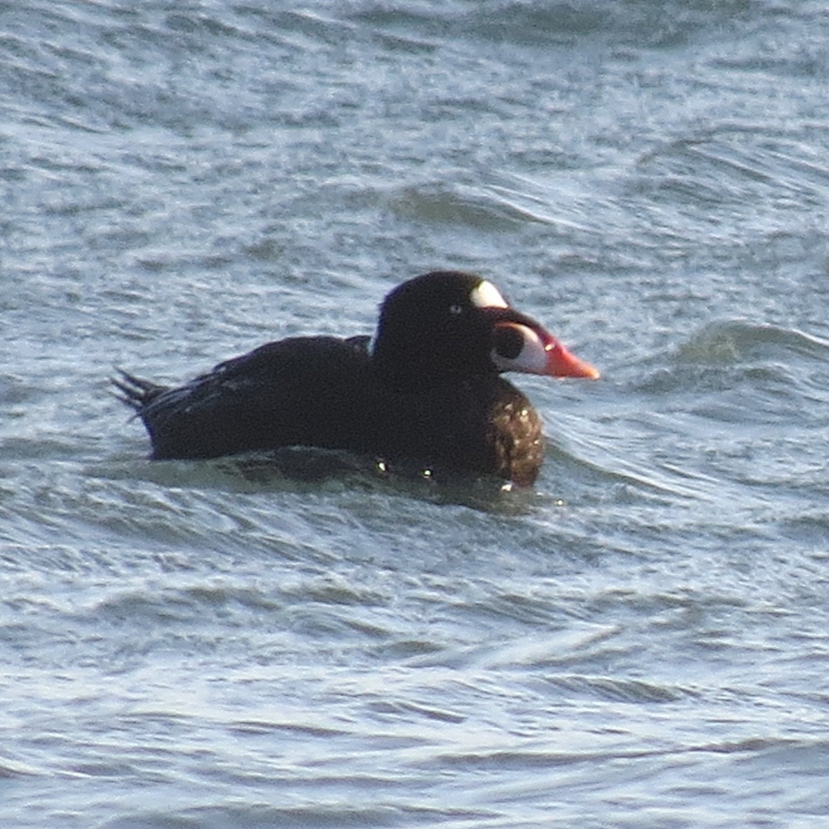 Surf Scoter - ML634273899