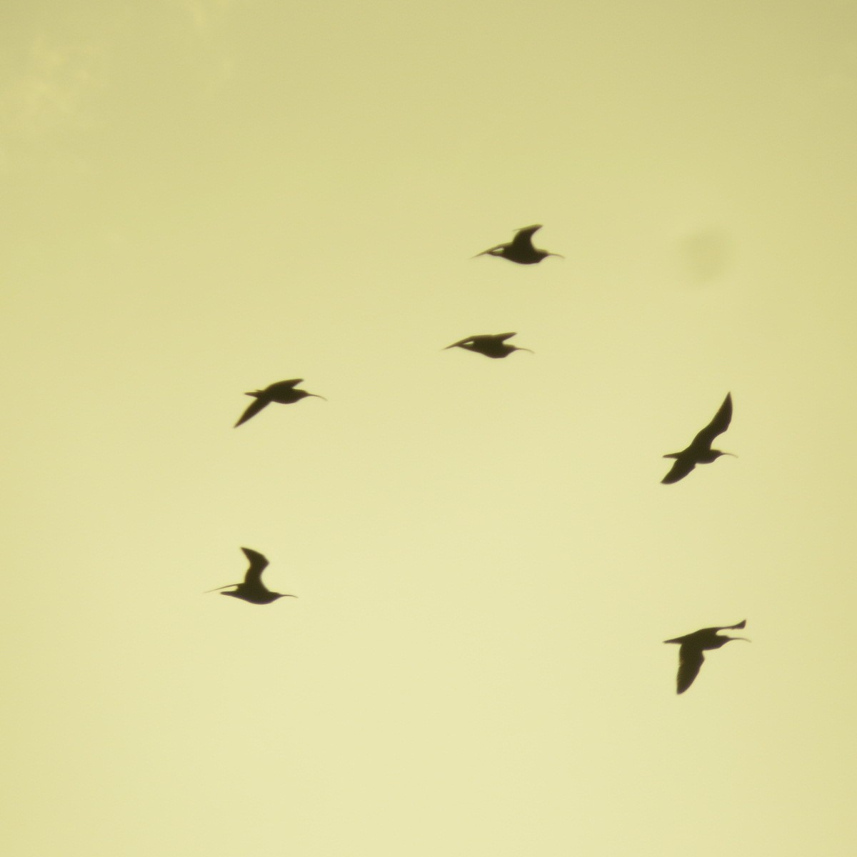 美洲中杓鷸 - ML634273908