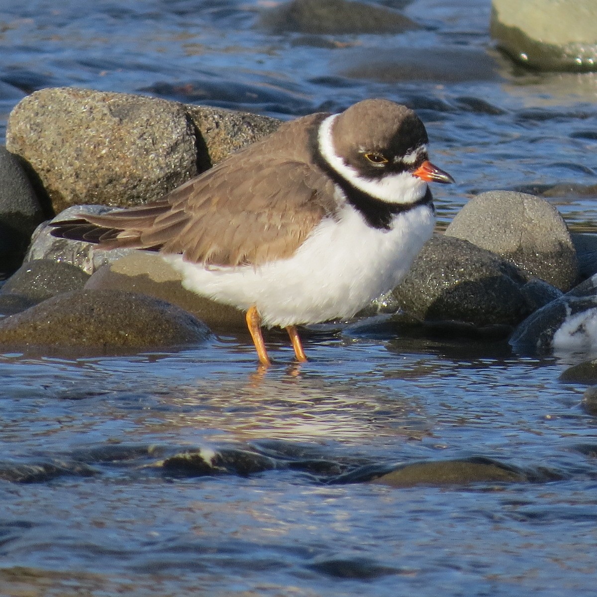 Semipalmated Plover - ML634274032