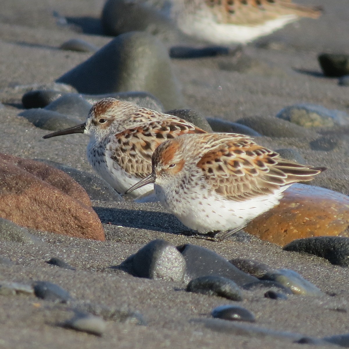 西濱鷸 - ML634274074