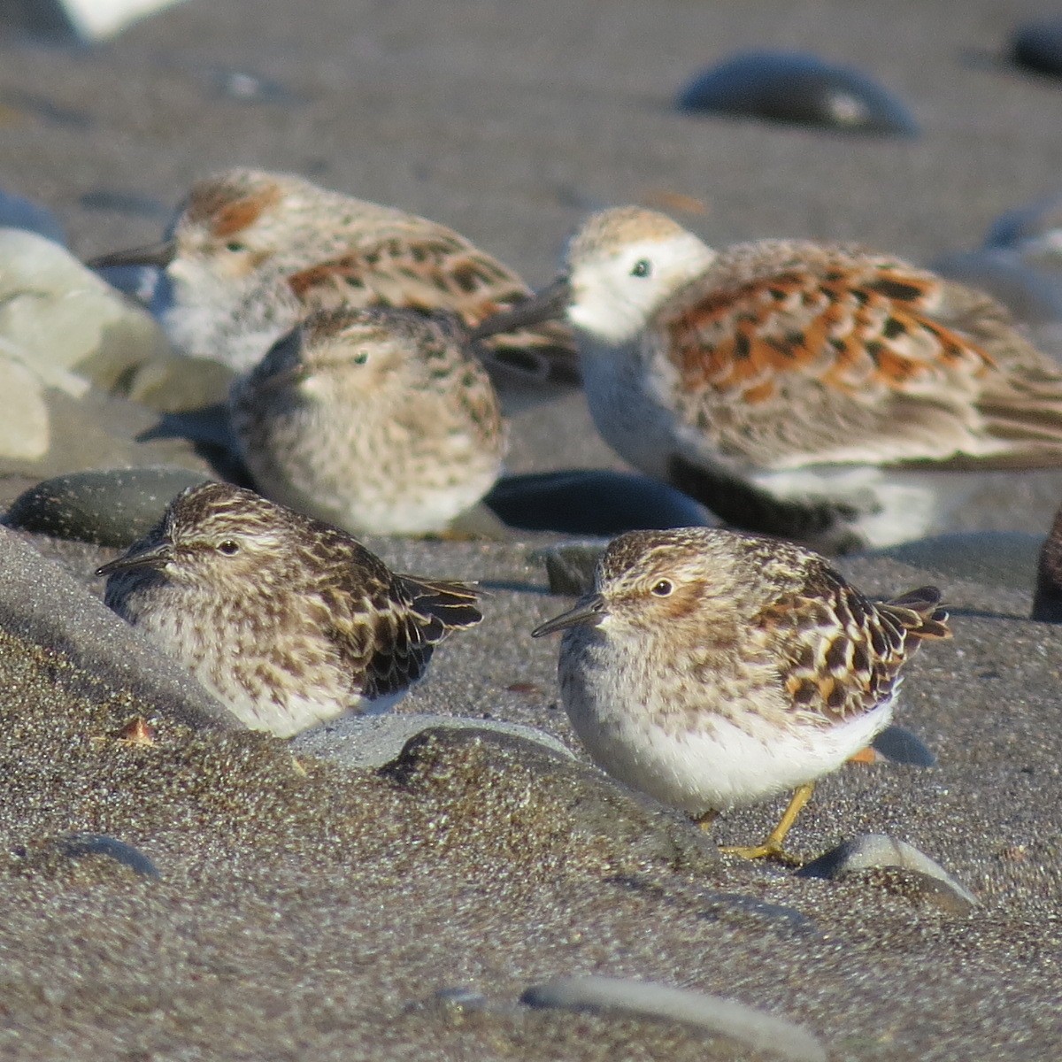 Least Sandpiper - ML634274081