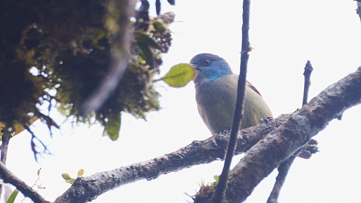 Scarlet-thighed Dacnis - ML634274085