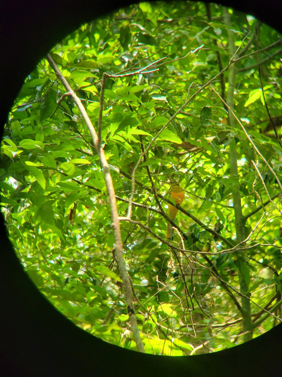 Orangebauchtrogon - ML634274087