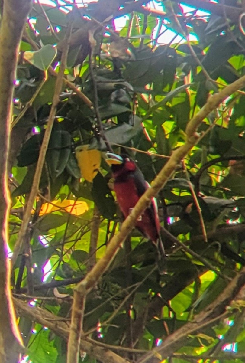 Black-and-red Broadbill - ML634274107