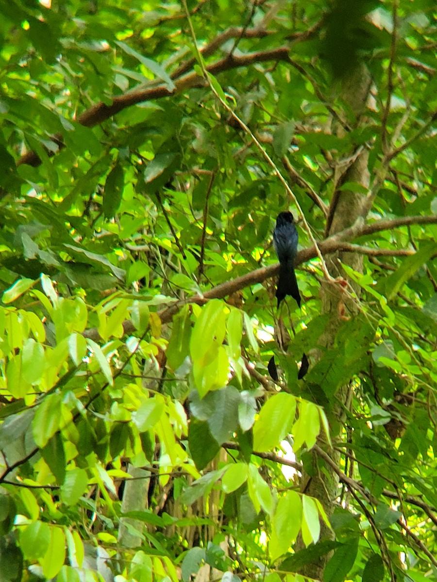 Greater Racket-tailed Drongo - ML634274112