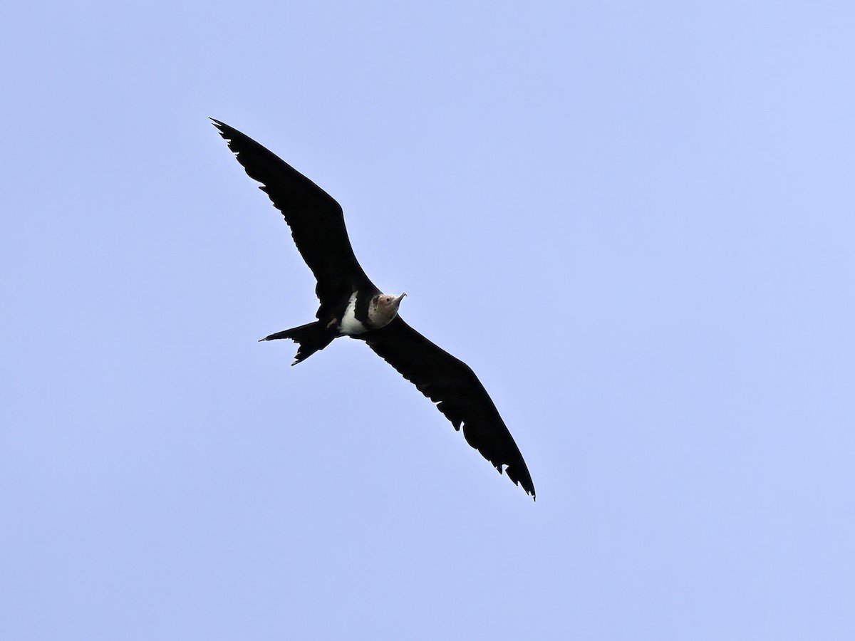Lesser Frigatebird - ML634274113