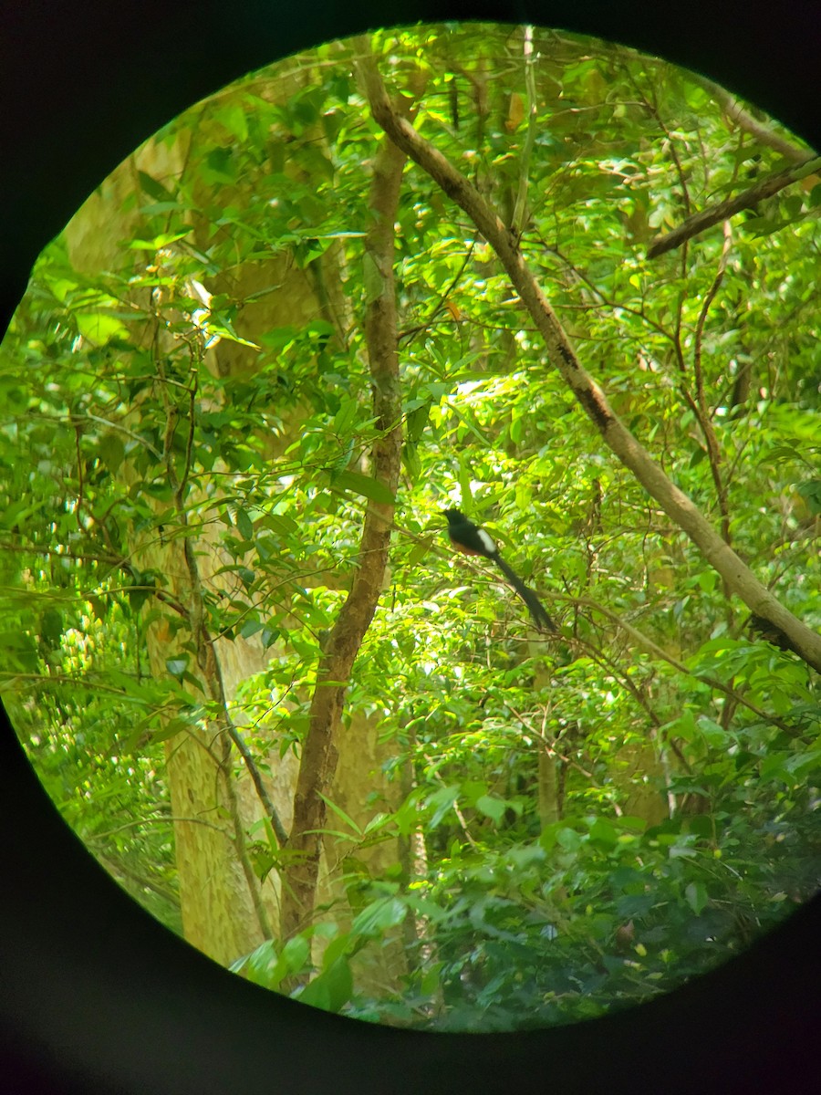 White-rumped Shama - ML634274123