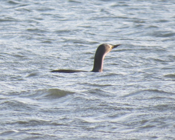 紅喉潛鳥 - ML634274130