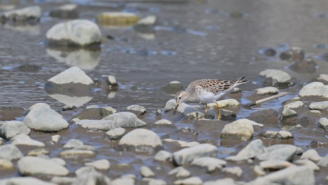 Pectoral Sandpiper - ML634274143