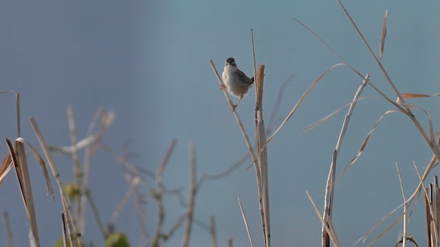 Cisticole des joncs - ML634274173