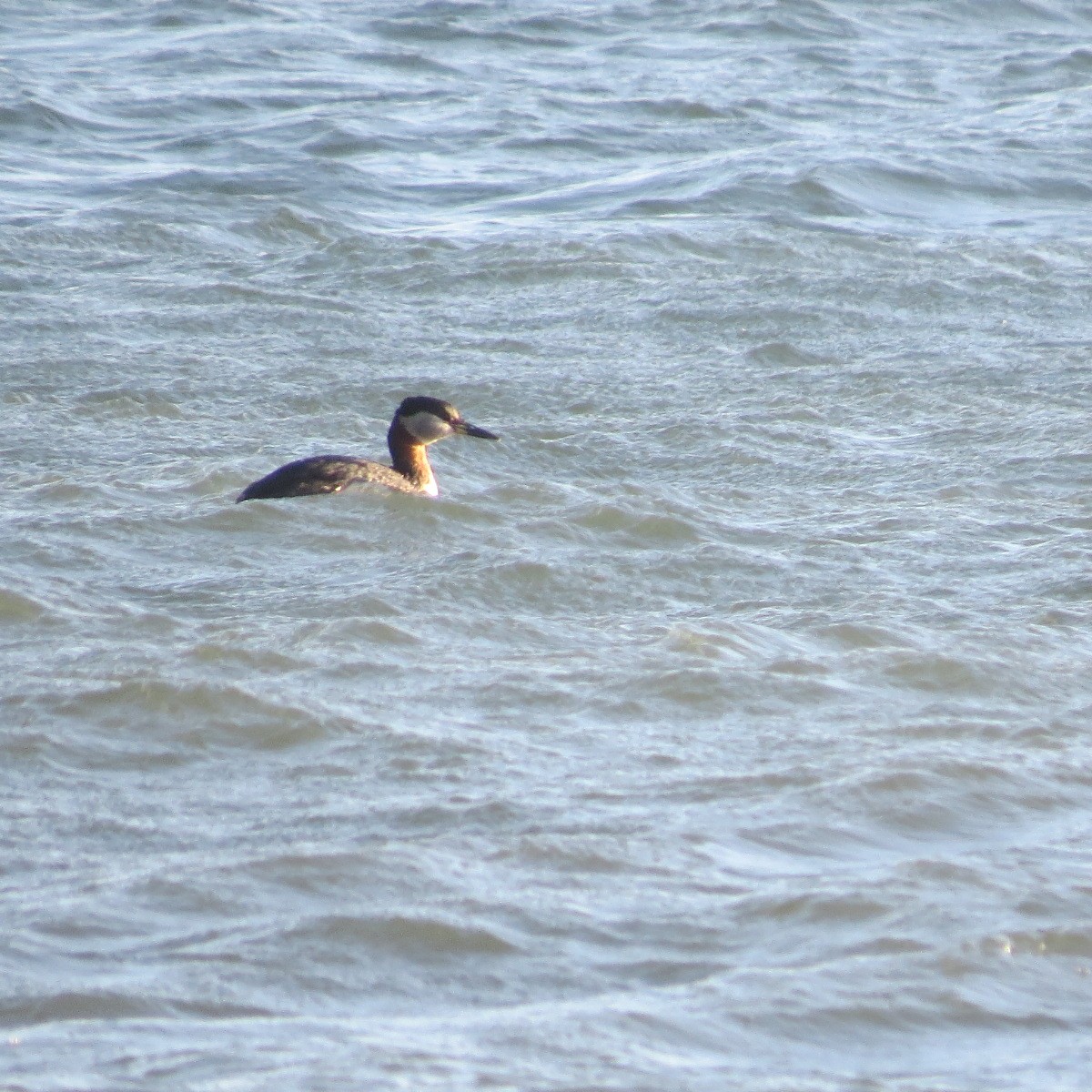 Red-necked Grebe - ML634274176