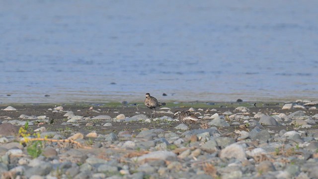 Pacific Golden-Plover - ML634274183