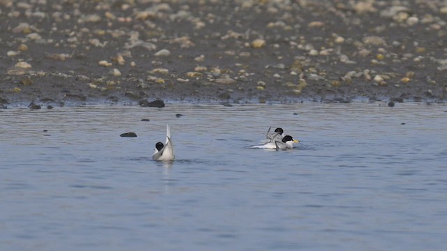 Little Tern - ML634274192