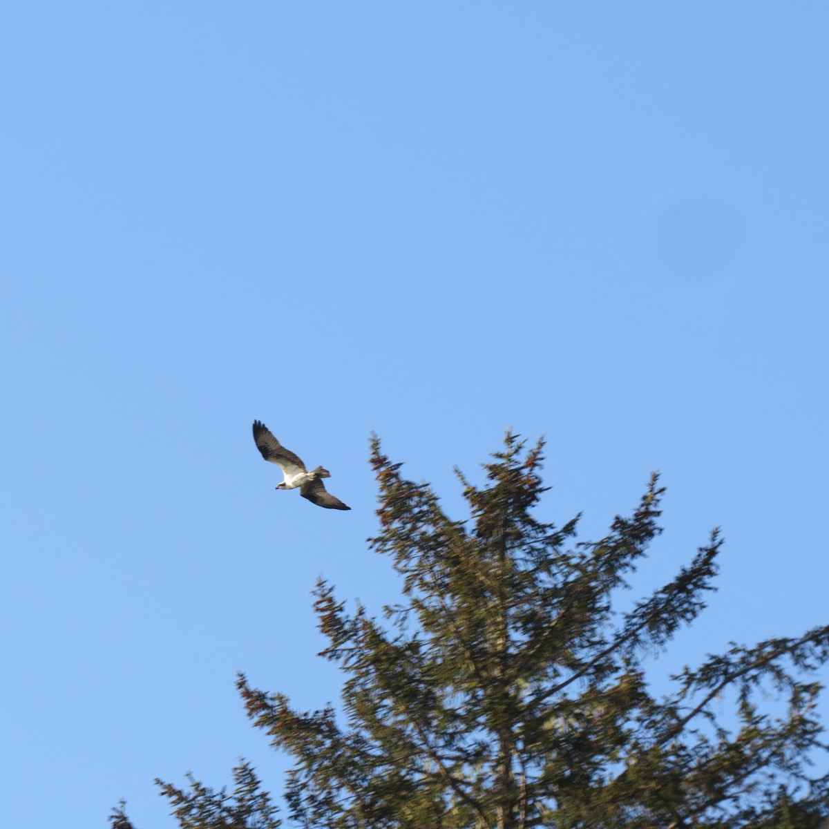 魚鷹 - ML634274197