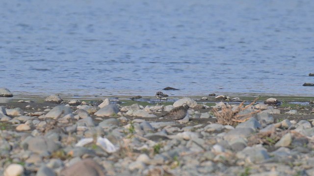 Red-necked Stint - ML634274208