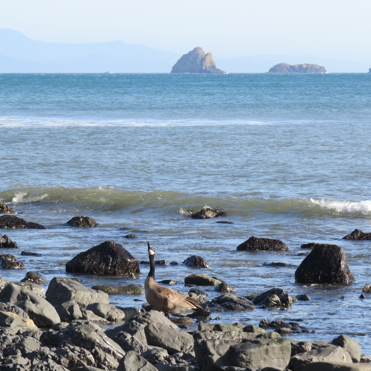 Canada Goose - ML634274220