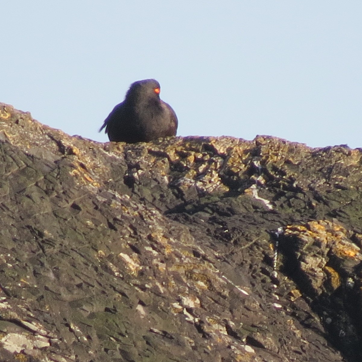 Black Oystercatcher - ML634274304