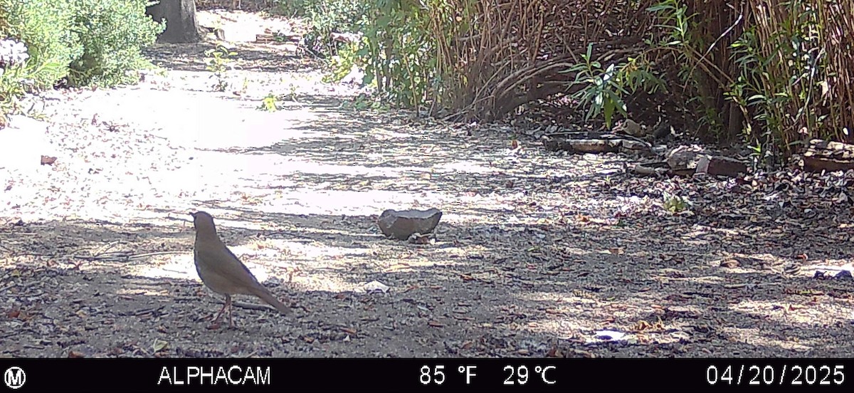 Swainson's Thrush - ML634274305