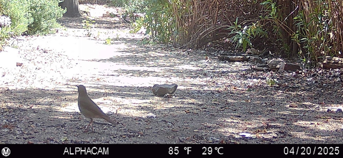 Swainson's Thrush - ML634274306