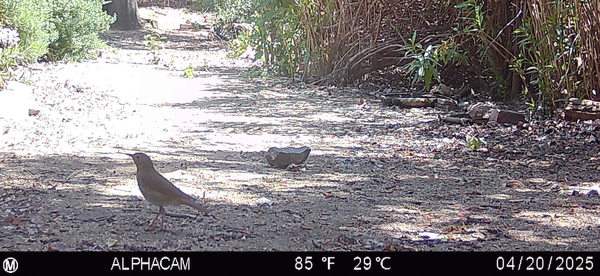 Swainson's Thrush - ML634274307