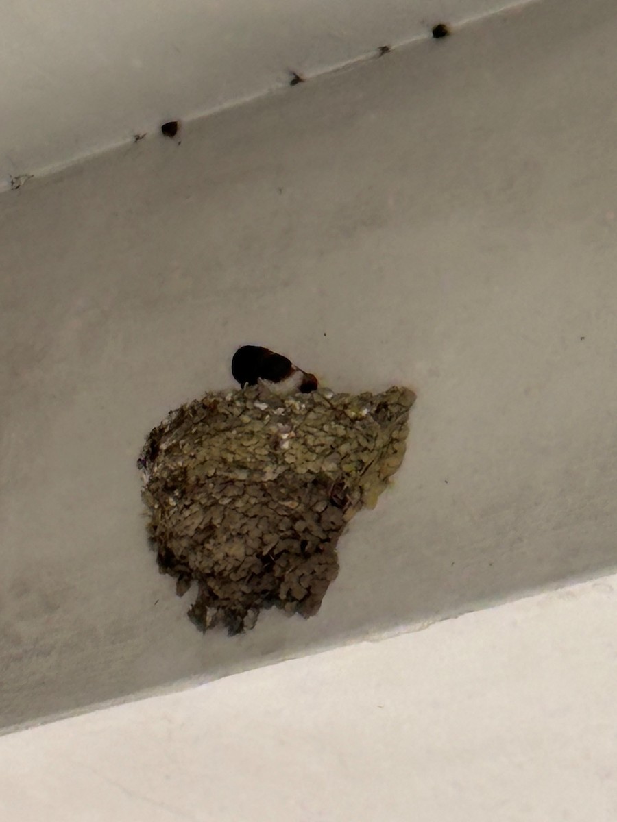 Eastern Red-rumped Swallow (Striated) - ML634274311