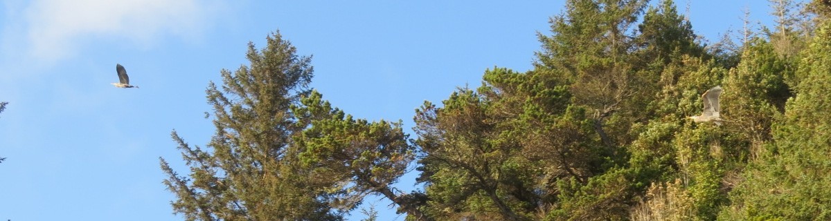 Great Blue Heron - ML634274332