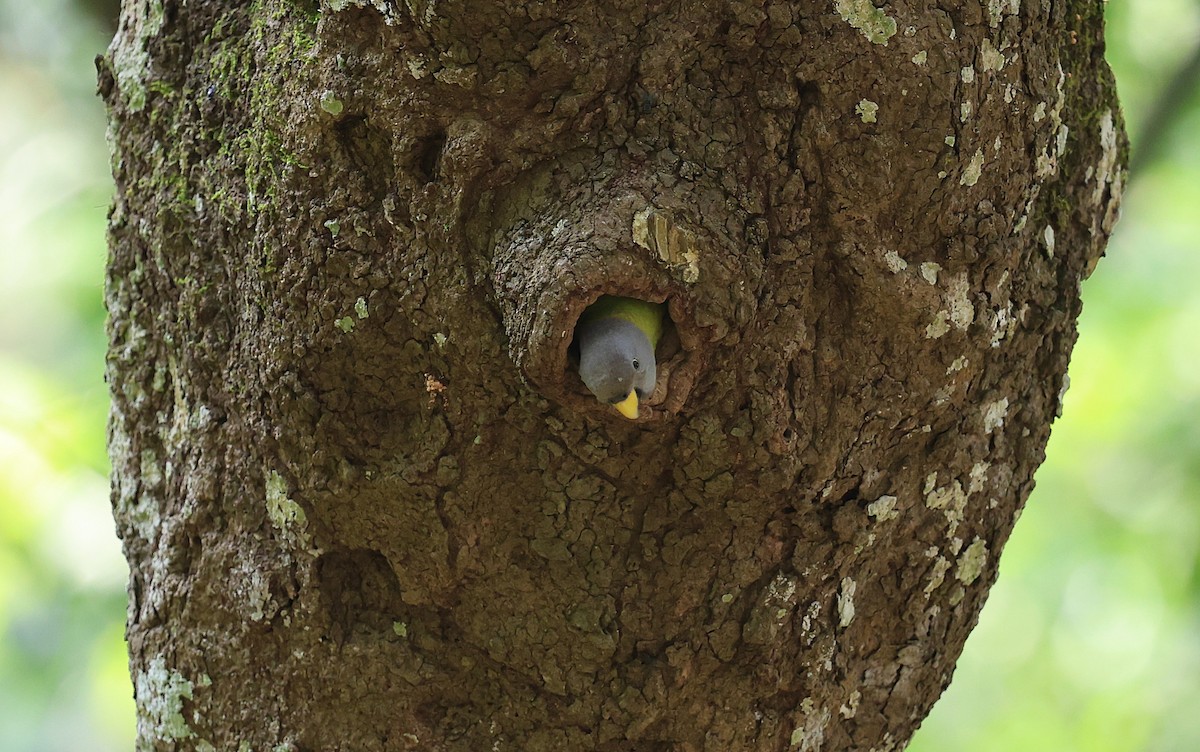 Blossom-headed Parakeet - ML634274341