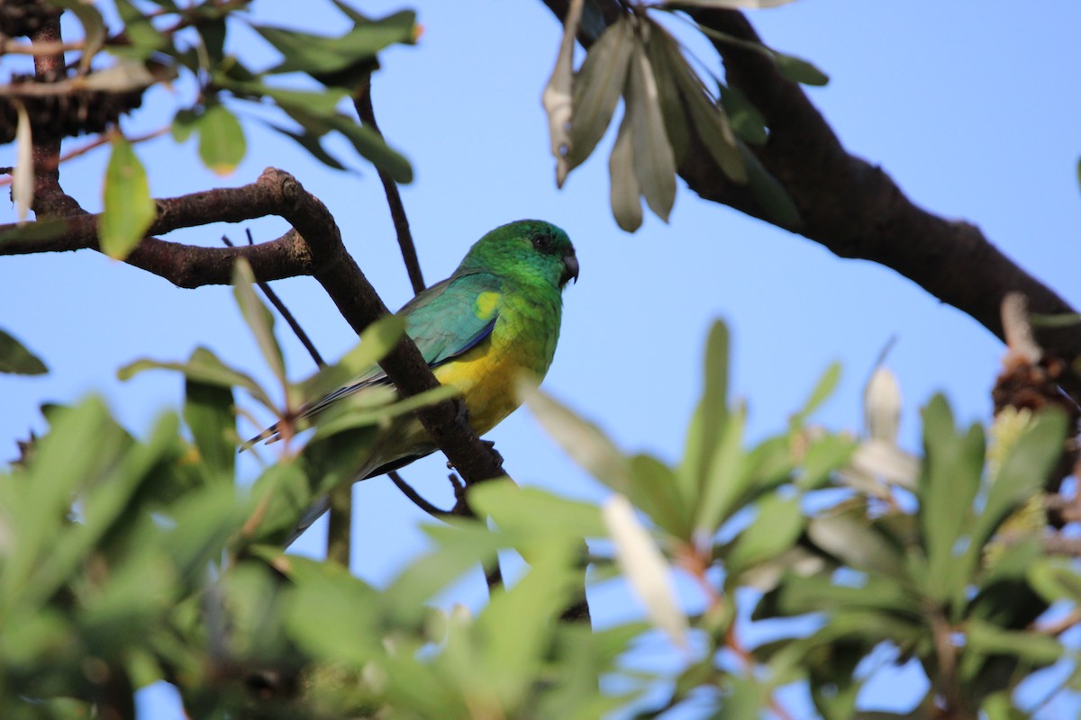 Red-rumped Parrot - ML634274351