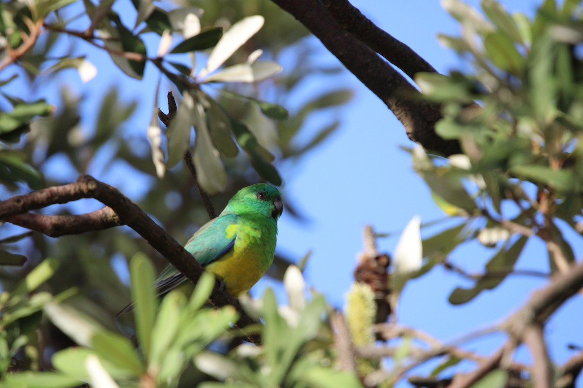 Red-rumped Parrot - ML634274352