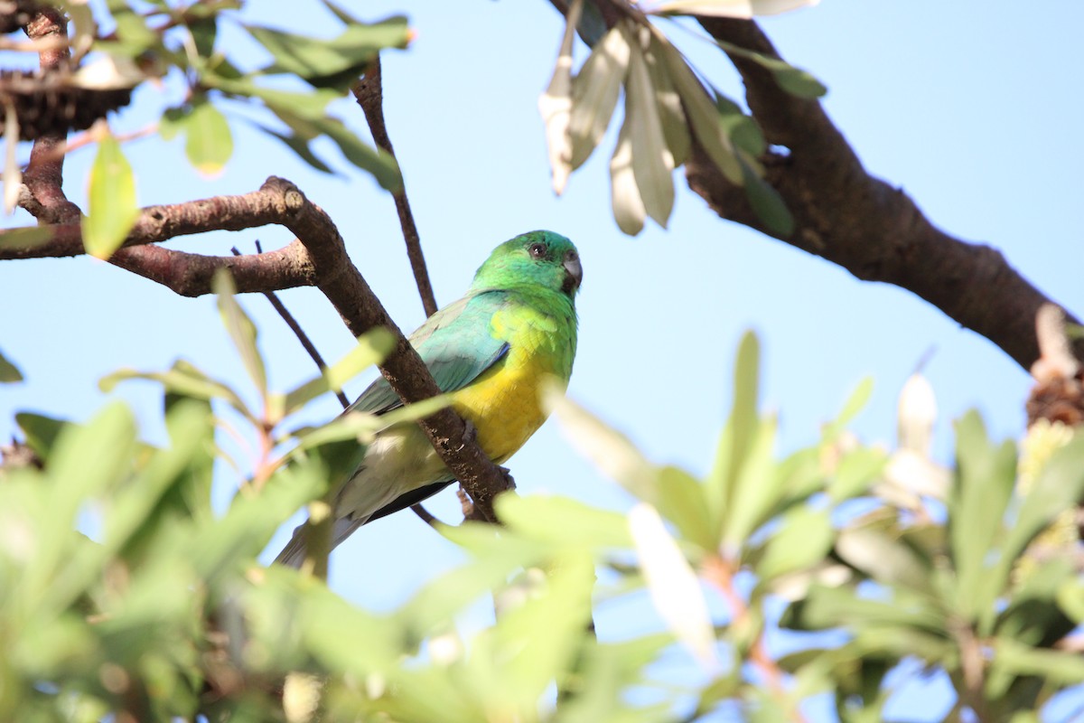 Red-rumped Parrot - ML634274353