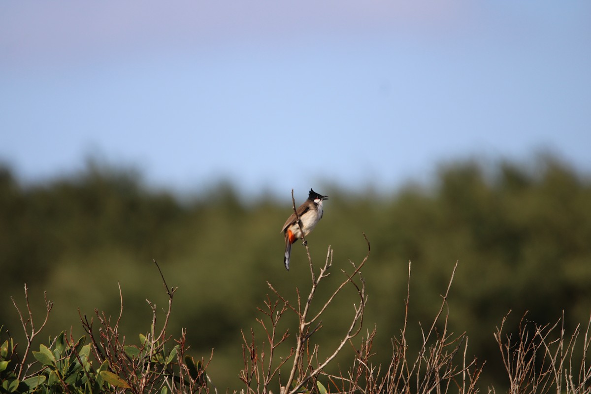 Red-whiskered Bulbul - ML634274360