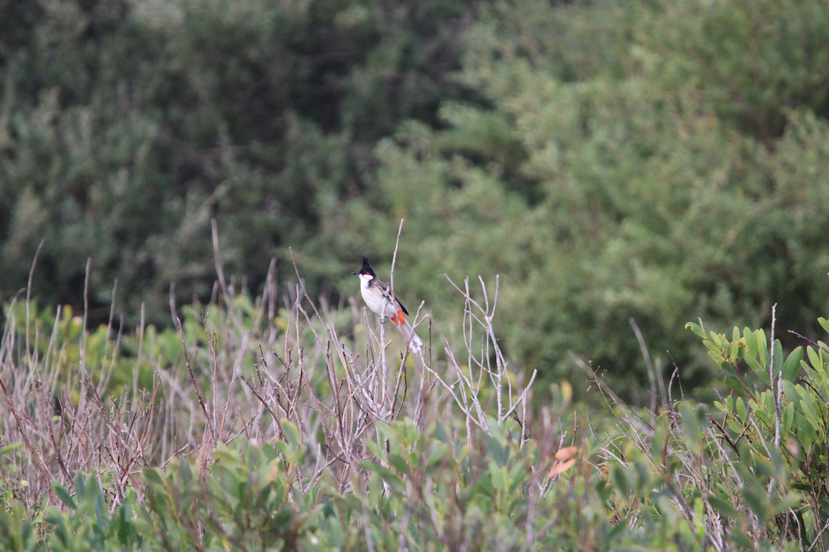 Red-whiskered Bulbul - ML634274362