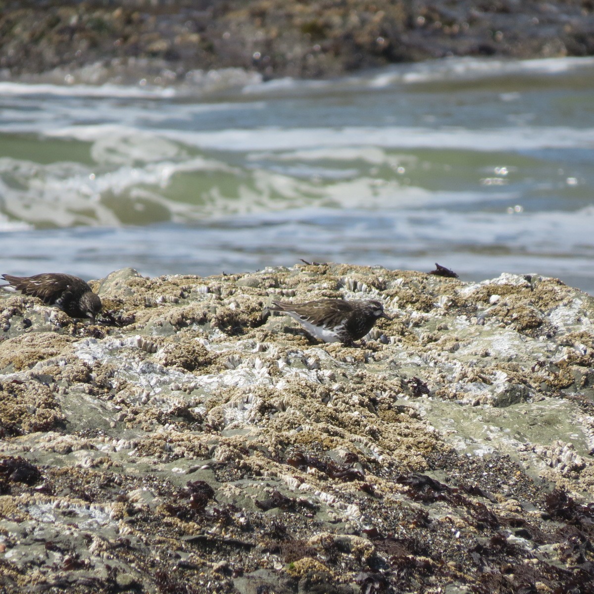 Black Turnstone - ML634274407