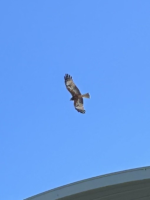 Square-tailed Kite - ML634274410