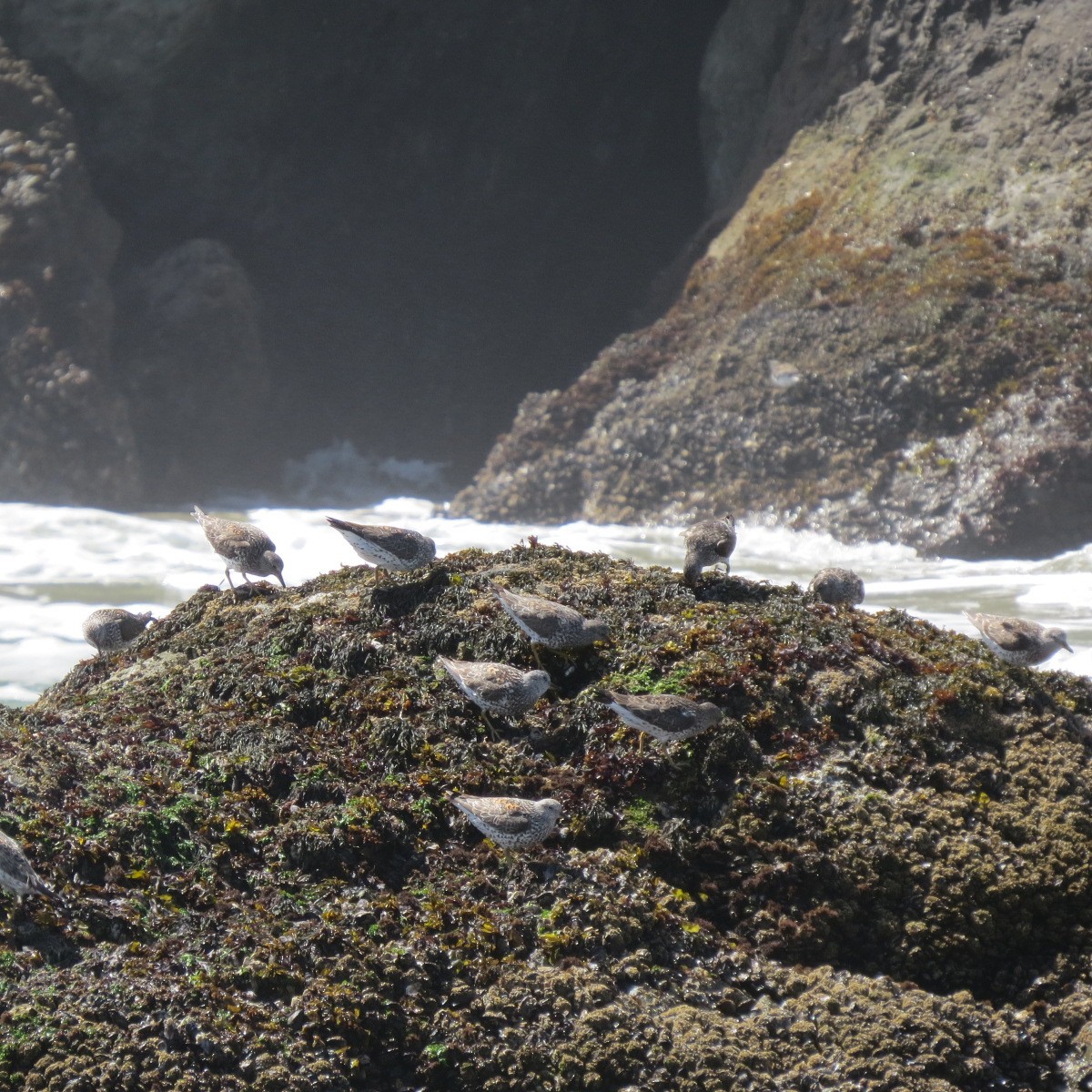 Surfbird - ML634274420